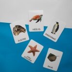 Lavinamųjų kortelių rinkinys „Vandens gyvūnai“