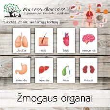Montessori lavinamosios trijų dalių kortelės žmogaus organai (PDF)